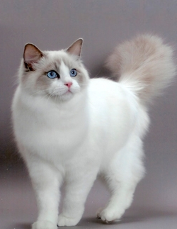 布偶猫种的培育,她的第一只育种猫叫做ephine乔瑟芬,它是只全白的混种